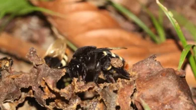 Foto de entenda como as abelhas contribuem para a saúde do ecossistema