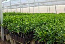 Foto de Agrodefesa alerta para recadastramento no SIE até dezembro