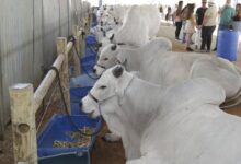 Foto de Agronegócio da Bahia cresce 8,1% no 3º trimestre de 2025