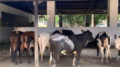 Foto de Alagoas emite primeiro certificado contra brucelose