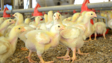 Foto de Biosseguridade avícola entra em debate nacional diante do novo cenário da influenza aviária