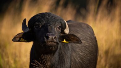 Foto de Búfalos podem aumentar renda de produtores em 50% no Paraná