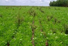 Foto de Bactéria da Caatinga mostra potencial para controlar buva