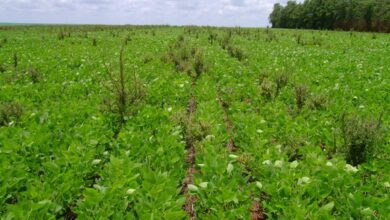 Foto de Bactéria da Caatinga mostra potencial para controlar buva