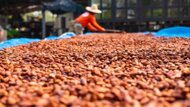 Foto de Cacau vive queda após escapar de tarifaço e lei antidesmatamento