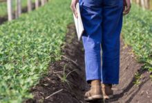 Foto de CRA do Senado aprova 28 projetos em 2025