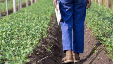 Foto de CRA do Senado aprova 28 projetos em 2025