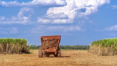 Foto de Sugar, Ethanol Slump Threatens Brazil Cane Mills’ Margins in 2026