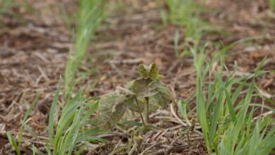 Foto de Câmara reconhece pequenas chácaras como propriedades rurais