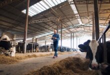 Foto de Curral eficiente: o que é preciso projetar e implementar