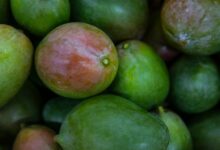 Foto de Senar oferece formação gratuita em fruticultura no norte da Bahia