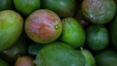 Foto de Senar oferece formação gratuita em fruticultura no norte da Bahia
