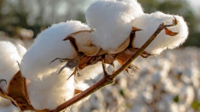 Foto de Nematoides ampliam riscos à produtividade do algodão