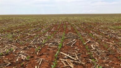 Foto de Avanço das lavouras ganha ritmo com clima favorável