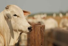 Foto de Melhor do que esperava até mesmo o mais otimista