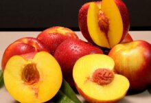 Foto de Embrapa lança nectarina vermelha de ciclo médio