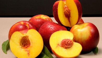 Foto de Embrapa lança nectarina vermelha de ciclo médio
