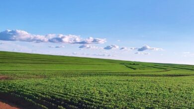 Foto de A rota alternativa da GCB para ajudar produtores a driblar bancos e atingir R$ 500 milhões em CRAs