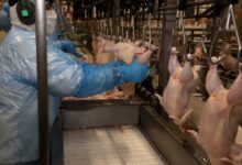 Foto de Avicultura russa opera no vermelho e enfrenta desafios