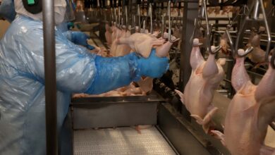 Foto de Avicultura russa opera no vermelho e enfrenta desafios