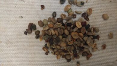 Foto de Mapa apreende 4,2 toneladas de material usado para adulterar café