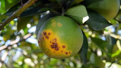 Foto de Diminuição das chuvas e avanço do greening devem reduzir produção de citros