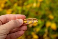 Foto de Aprosoja PI sinaliza melhora nas lavouras de soja do estado