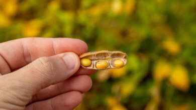 Foto de Aprosoja PI sinaliza melhora nas lavouras de soja do estado