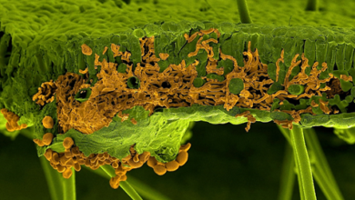 Foto de Focos de ferrugem asiática já somam 26 casos no Brasil; saiba qual estado lidera ocorrências