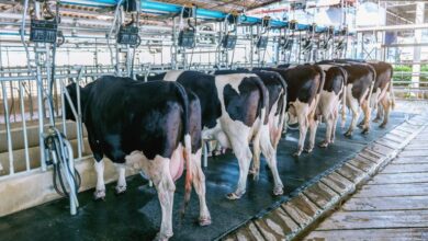 Foto de Comissão debate situação dos produtores de leite no Sudoeste baiano – Notícias
