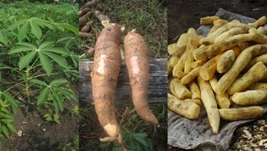 Foto de Como diferenciar macaxeira de mandioca brava? Agrônoma explica