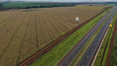 Foto de Por dentro da Shull Seeds, brasileira que desafia Bayer e Corteva