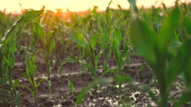 Foto de Zona de Convergência do Atlântico Sul leva chuva forte ao Centro e ao Norte