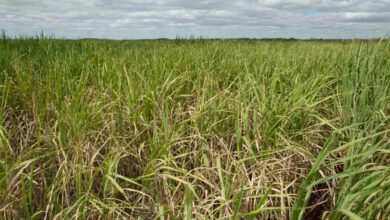 Foto de Preços do açúcar voltam a cair no começo de dezembro
