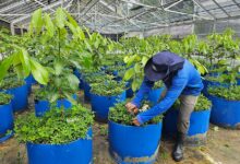 Foto de Novo projeto busca viabilizar cultivo comercial do pau-rosa na Amazônia