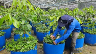 Foto de Novo projeto busca viabilizar cultivo comercial do pau-rosa na Amazônia