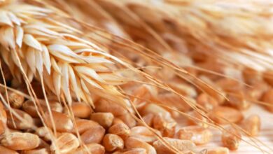 Foto de Preços do trigo registraram movimentos distintos na última semana