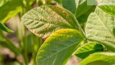 Foto de Resistência a fungicidas desafia produtores