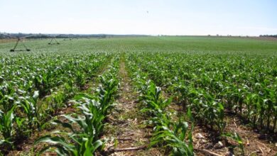 Foto de MapBiomas lança primeira versão do mapa de agricultura de segunda safra