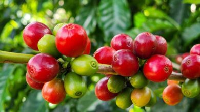 Foto de Exportações do agronegócio de Minas Gerais batem recorde