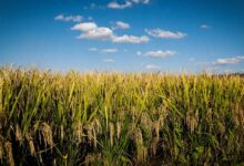 Foto de Preços do arroz apresentam pequenas reações