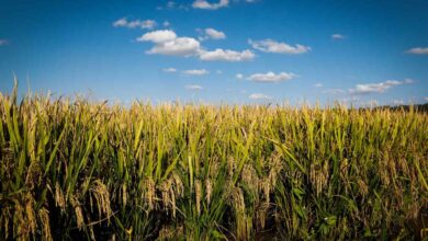 Foto de Selo do Irga impulsionou alta de 62,4% no arroz sustentável
