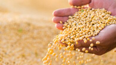 Foto de Boa Safra aperta o cinto com corte de custos e redução de diretoria