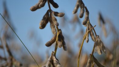 Foto de Soja: mercado de soja se volta à safra nova e cotações sobem em regiões do país