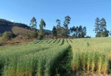 Foto de Silagem de trigo reduz custos na pecuária de Minas Gerais