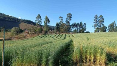 Foto de Silagem de trigo reduz custos na pecuária de Minas Gerais