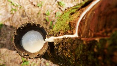 Foto de Silvicultura eleva exportações e produção florestal em São Paulo
