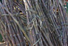 Foto de Indicadores do etanol são os maiores da safra 25/26