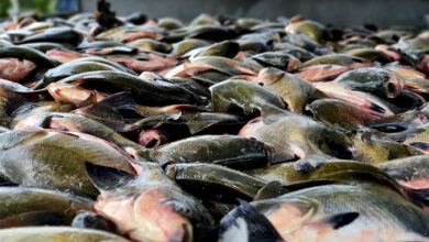 Foto de Tambaqui ganha escala global e China assume liderança na produção aquícola