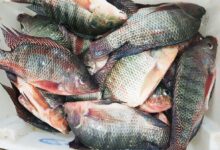 Foto de Cotação da tilápia registra variações moderadas nas regiões produtoras